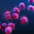 Neisseria meningitidis